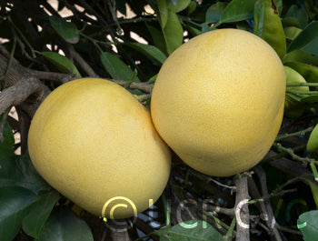 Pomelo ‘Hirado Buntan’ (Citrus grandis) – très gros fruit pâle, chair douce et parfumée – Tropico-Québec