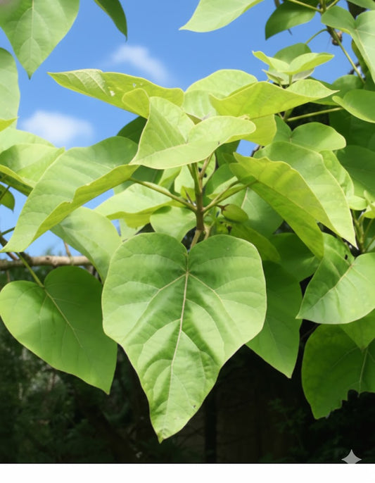 Paulownia Hybrid catalpifolia – 4" pot