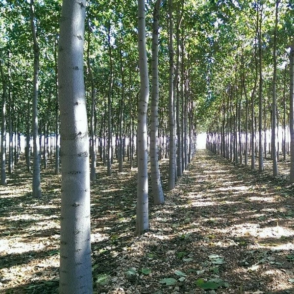 Paulownia hybride ‘Nordmax 21’ – arbre vigoureux à port droit, feuillage large, croissance accélérée – Tropico-Québec
