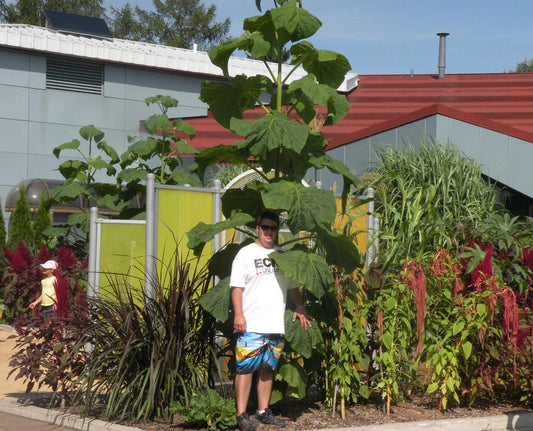 Paulownia tomentosa (arbre impérial) – jeune arbre à grandes feuilles, croissance rapide, style exotique – Tropico-Québec