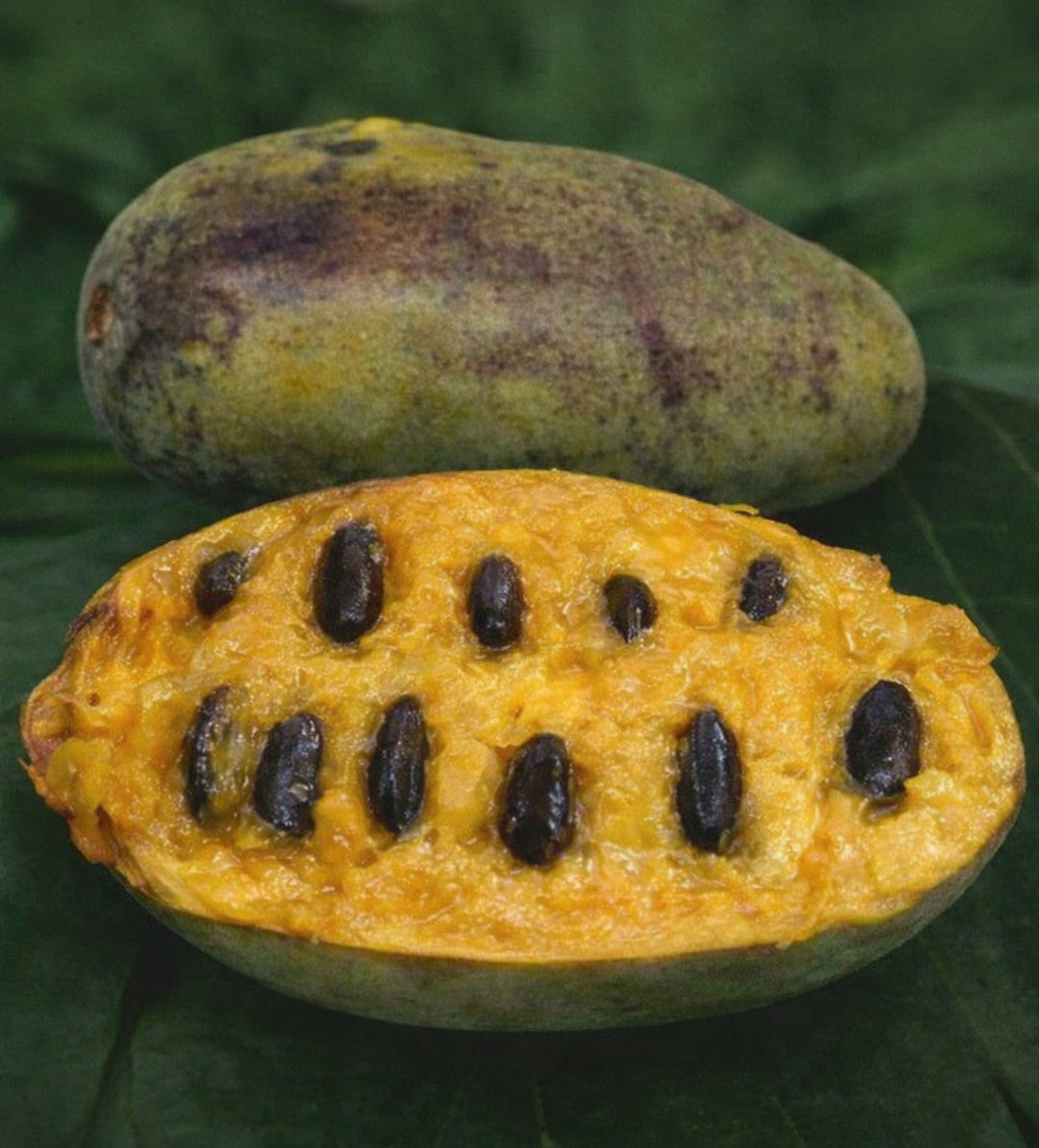 Asiminier trilobé (Pawpaw) – Pot 4" (6–18")