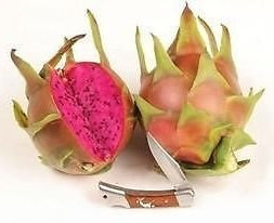 Pitahaya (fruit du dragon) ‘American Beauty’ – Selenicereus – Tropico-Québec