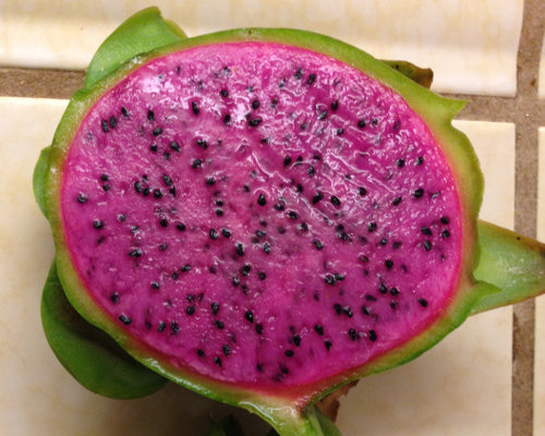 Pitahaya (fruit du dragon) ‘Edgar Baby’ – Selenicereus – Tropico-Québec