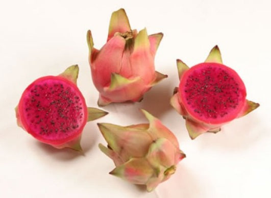 Pitahaya (fruit du dragon) ‘Makisupa’ – Selenicereus – Tropico-Québec