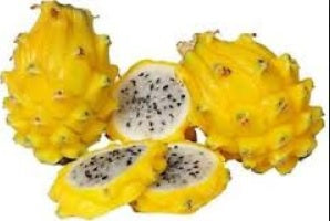 Pitahaya (fruit du dragon) ‘Yellow Dragon’ – Selenicereus – Tropico-Québec