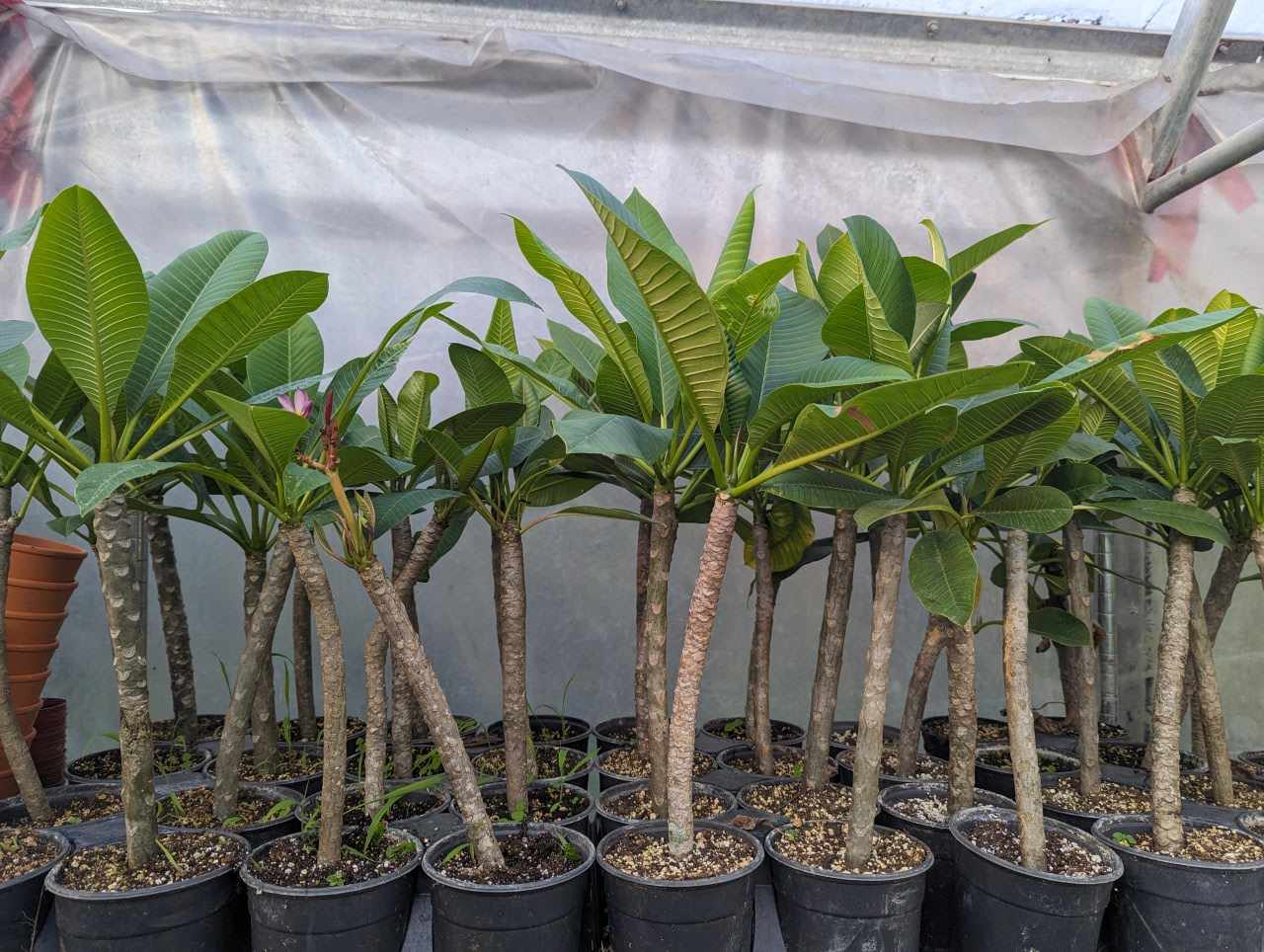 Frangipanier (Plumeria) en pot 5 pouces – jeune plant à foliage charnu, prêt pour culture en intérieur/greenhouse – Tropico-Québec