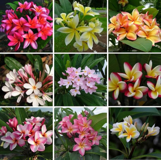 Plumeria (frangipanier) mix – assortiment de fleurs colorées, floraison parfumée, plante tropicale en pot – Tropico-Québec