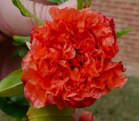 Pommier grenade (Punica granatum) ‘Nochi Shibari’ – fruitier méditerranéen/tropical, floraison rouge orangé décorative et fruits de grenade – Tropico-Québec