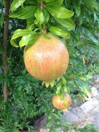 Grenadier (Punica) ‘Azadi’ (6-12'') – Pot 4"