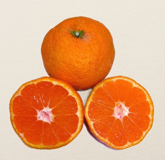 Satsuma ‘Owari’ (Citrus unshiu) – mandarine très sucrée, facile à peler, réputée plus tolérante au frais – Tropico-Québec