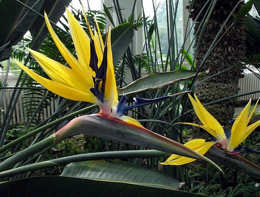 Strelitzia ‘Mandela’s Gold’ – oiseau de paradis à floraison jaune rare, foliage type Banana plant – Tropico-Québec