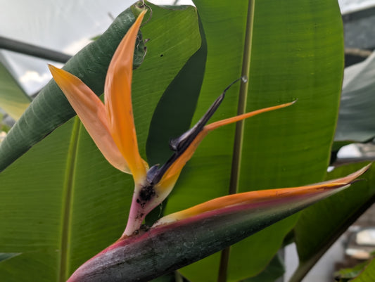 Strelitzia (oiseau de paradis) – feuilles type bananier et floraison exotique orange/bleu, plante tropicale – Tropico-Québec