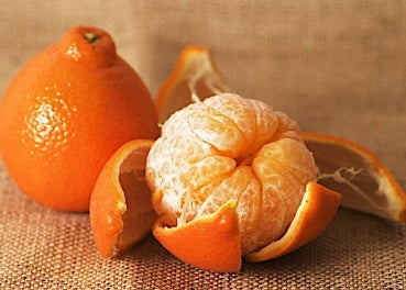 Tangelo ‘Minneola’ – hybride mandarine x pamplemousse, fruit orange en forme de cloche, très sucré – Tropico-Québec