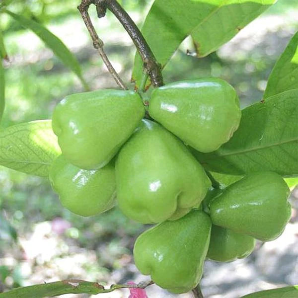 Wax jambu vert (Syzygium samarangense) – fruits verts croquants type “pomme d’eau”, goût doux et frais – Tropico-Québec