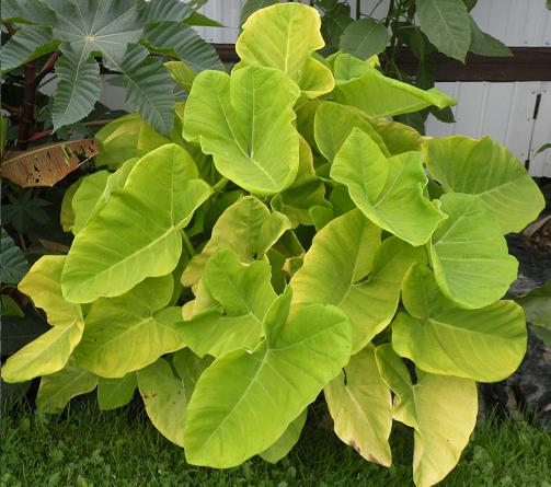 Xanthosoma ‘Lime Zinger’ (oreille d’éléphant) – foliage vert lime très lumineux, plante tropicale graphique – Tropico-Québec