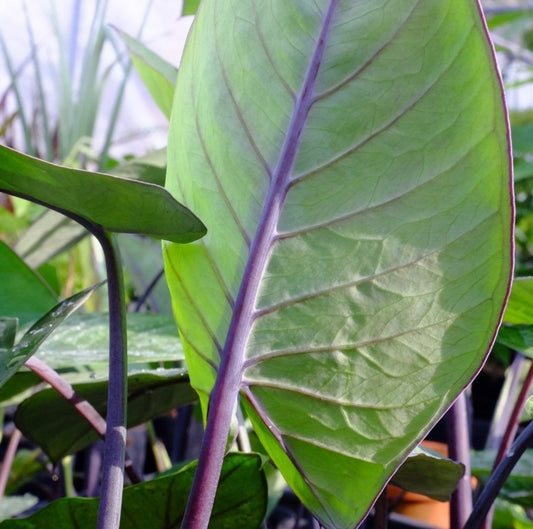 Xanthosoma violaceum (oreille d’éléphant) – grandes feuilles vertes avec tiges foncées/pourprées, look jungle – Tropico-Québec