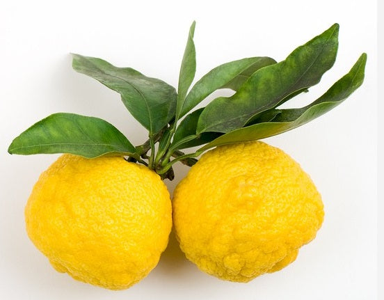 Yuzu (Citrus junos) – Citrus japonais très aromatique, fruits jaunes bosselés, container growing – Tropico-Québec