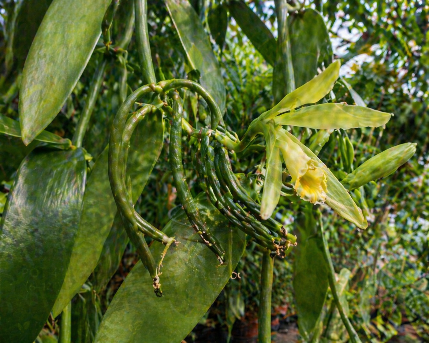 Vanilla Plant (Vanilla pompona) – 6" Pot (12–18"