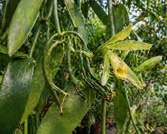 Vanilla Plant (Vanilla pompona) – 6" Pot (12–18"