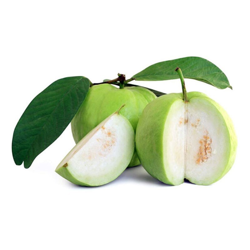 Goyave ‘Thai White’ (Psidium guajava) – Tropico-Québec